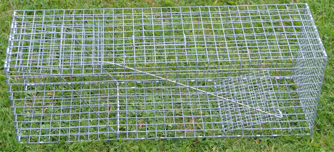 Hovedbilde Kattefelle 